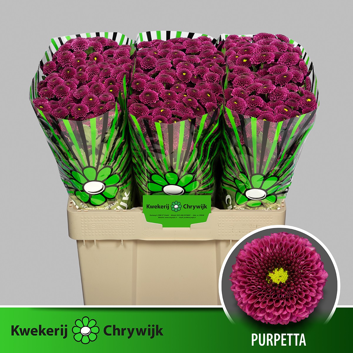 Сантини Пурпетта, шт.