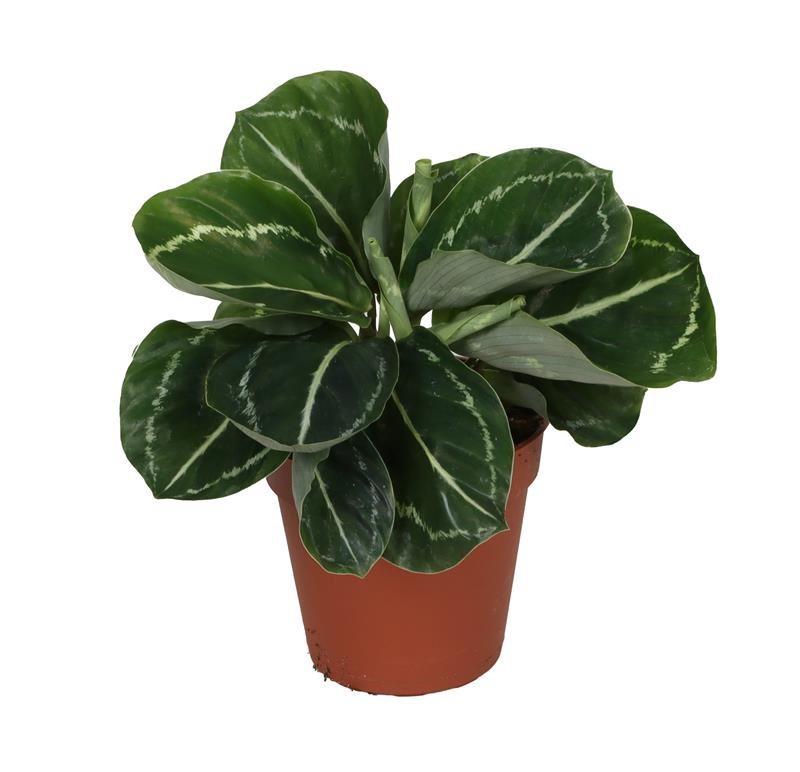 CALATHEA ROSEOPICTA 'GREEN', D 9 cm