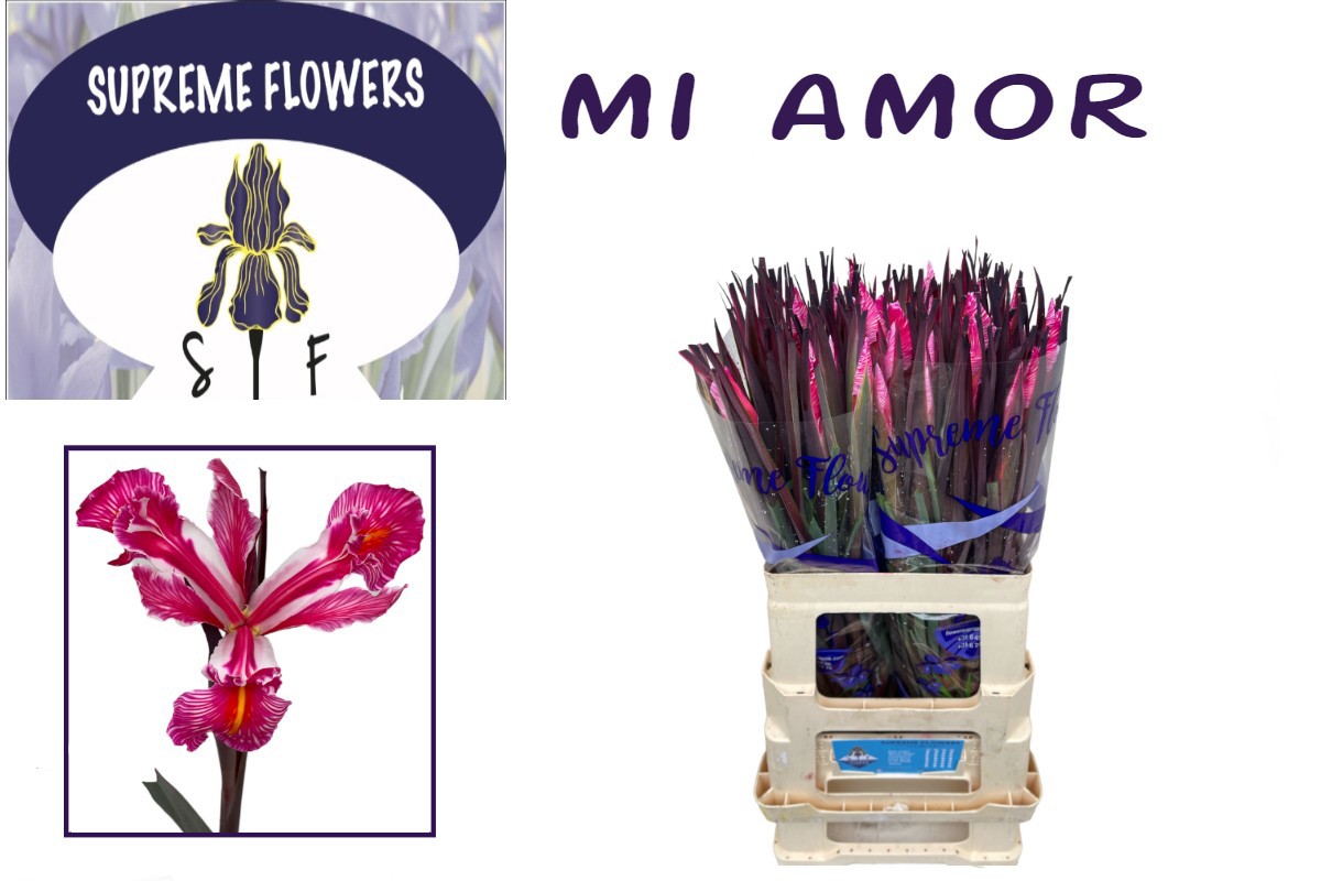 Ирис Овериг, шт.