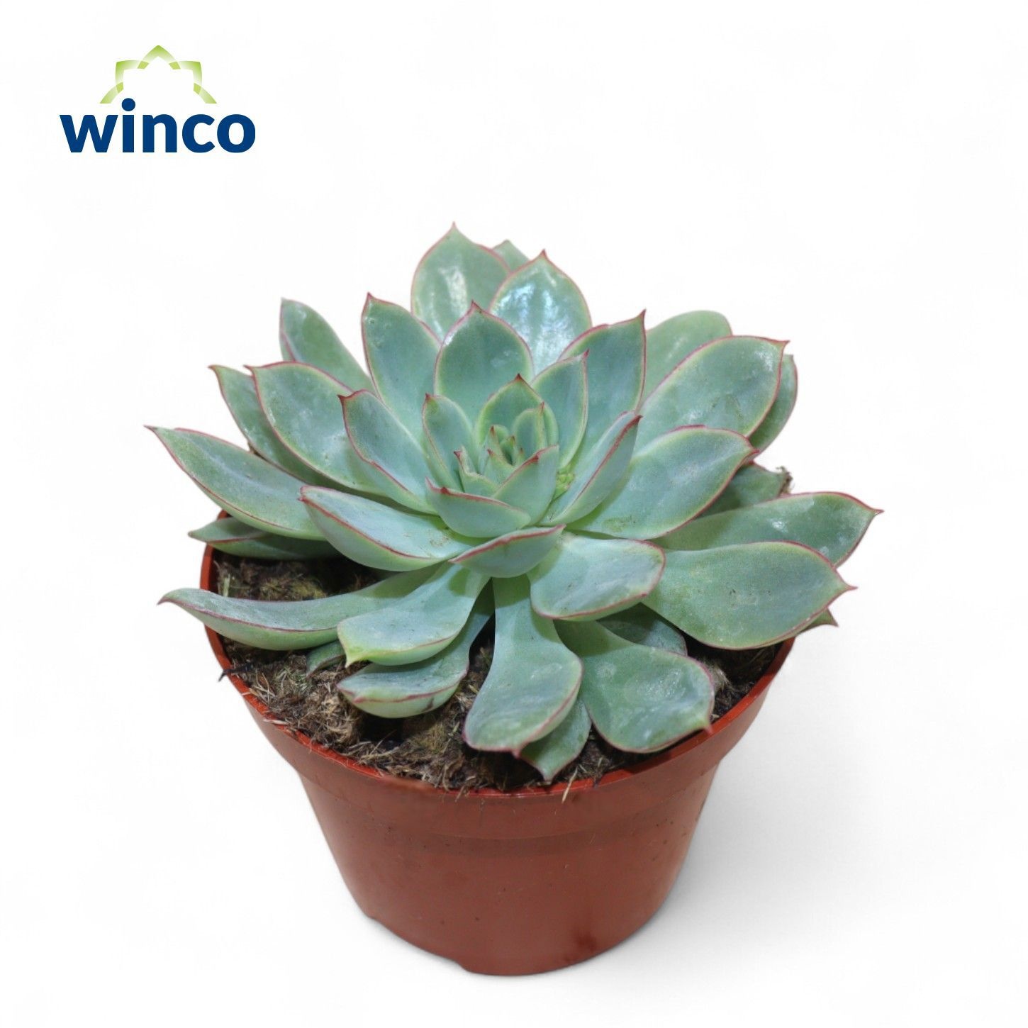 Echeveria California Queen, D 12