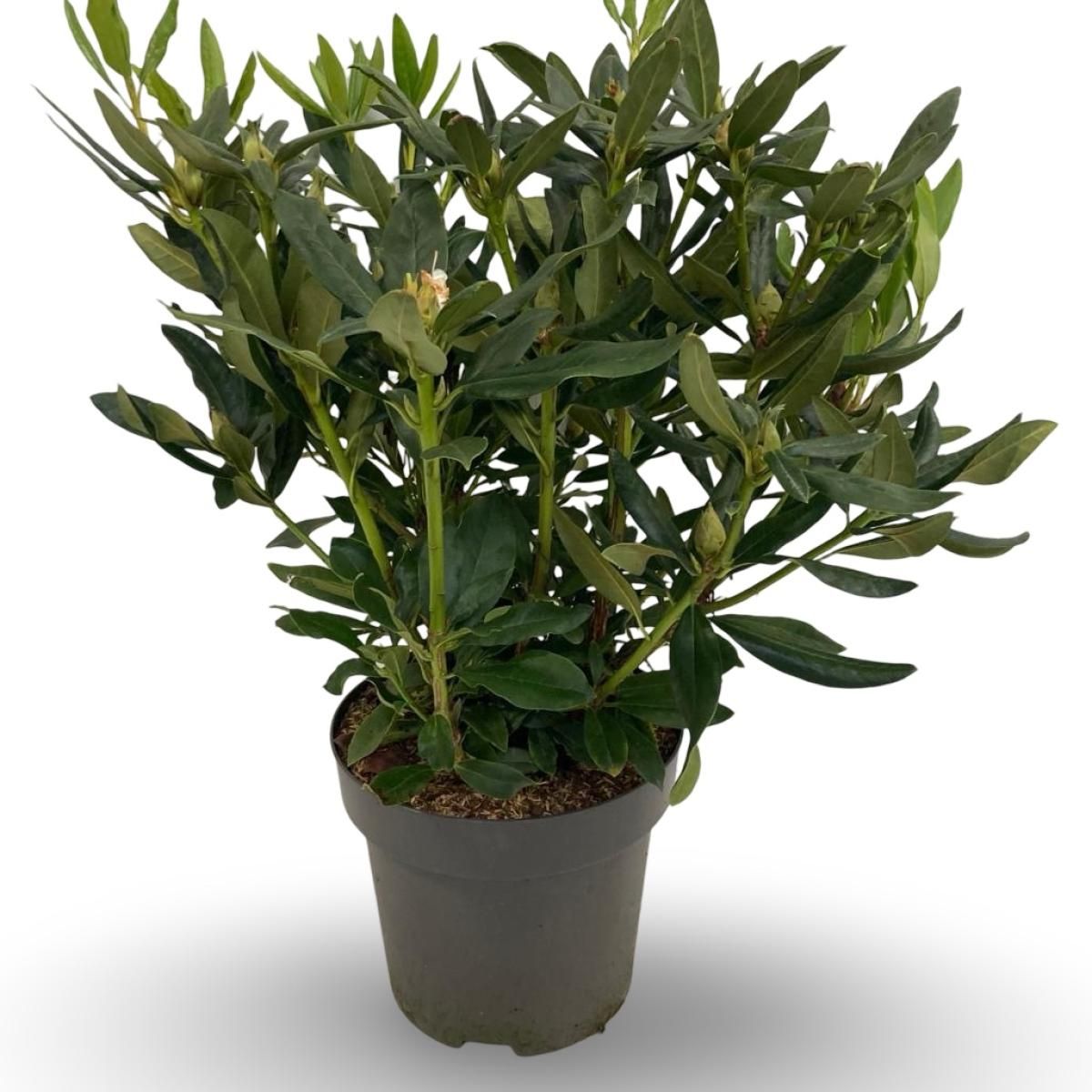 Rhododendron 'Cunningham's White', D 31 cm