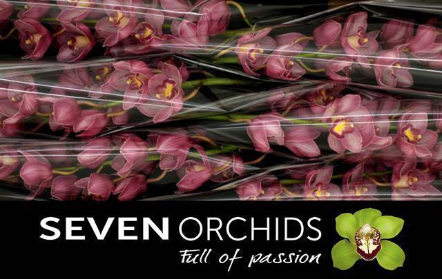 Цимбидиум Милано x6 80, шт.