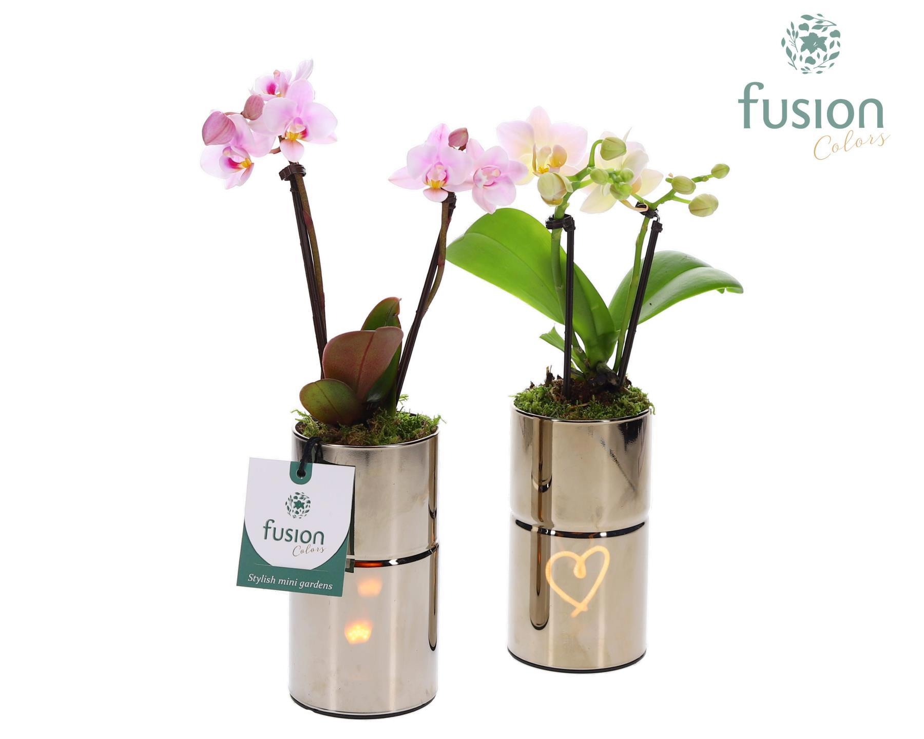 LED Glas tube planter met Phalaenopsis, D 7