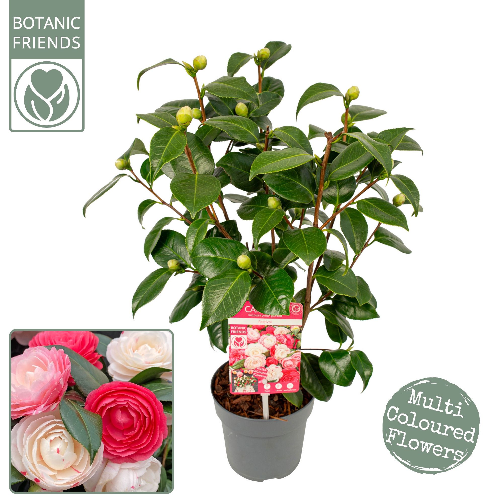 Camellia jap. 'Winter Festival' Premium, D 15