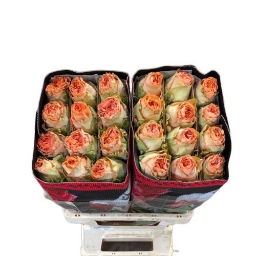 Роза од. Кантри Хоум 50, шт.