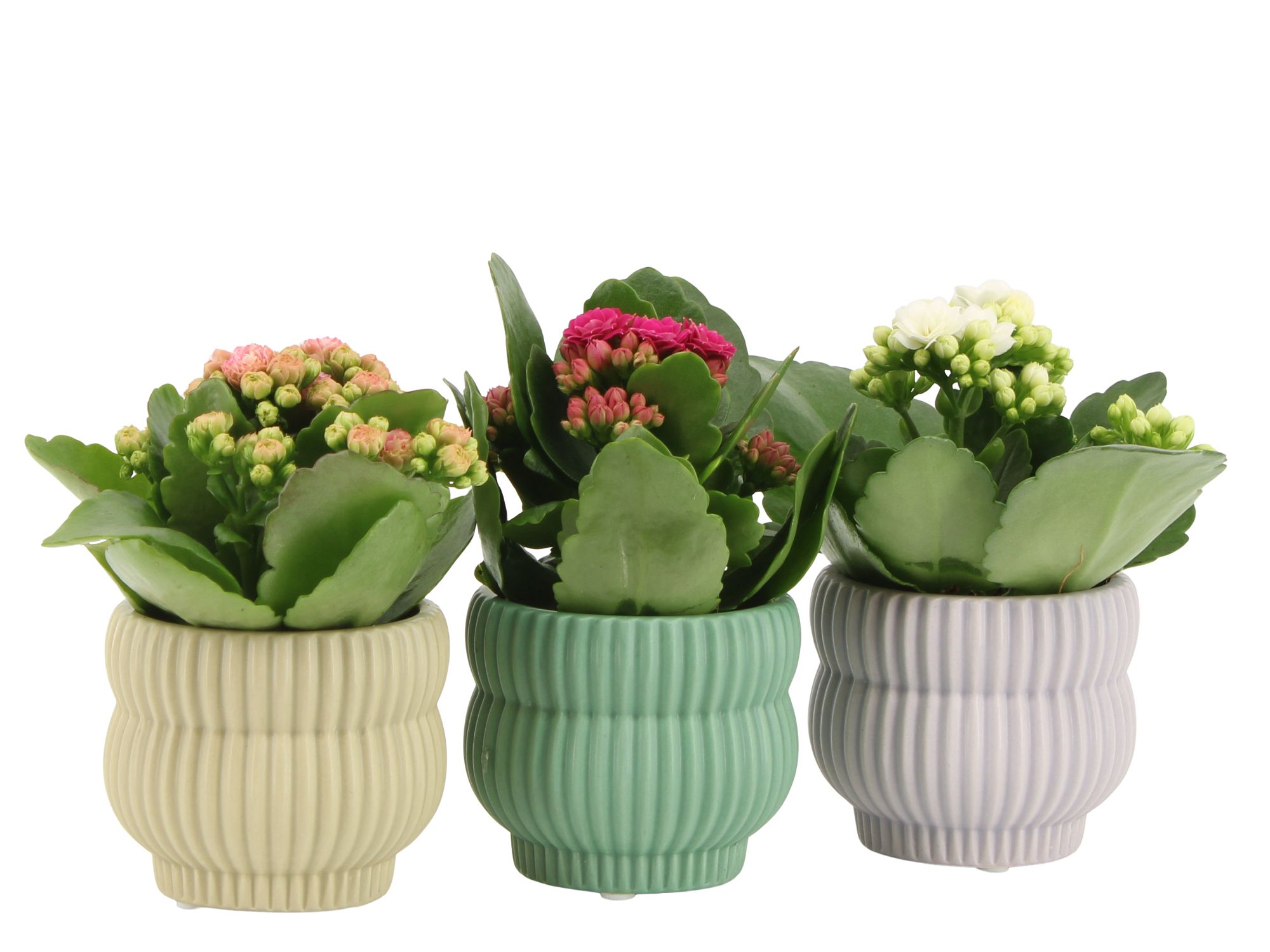 7501365: Solutionss Consideration, D 6