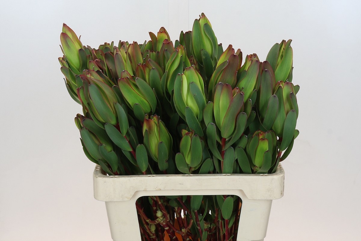 Леукадендрон Лаурел Еллоу 60, шт.