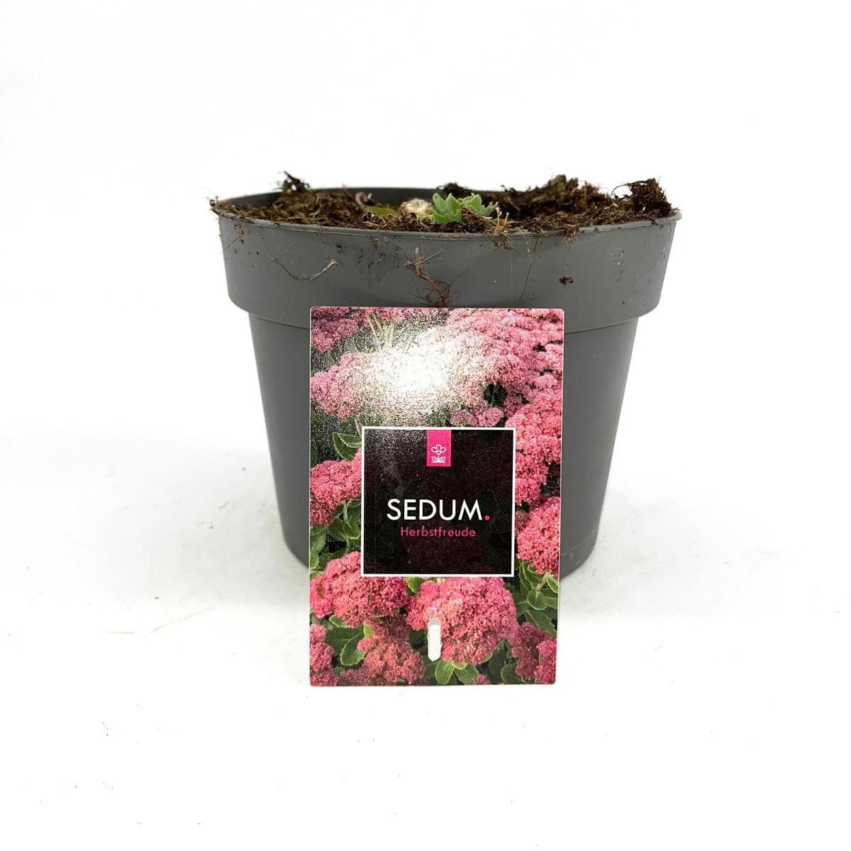 Sedum 'Herbstfreude', D 17