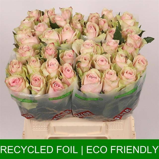 Роза од. Пинк Атена 40, шт.