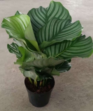 Калатея грин эппл 14 40