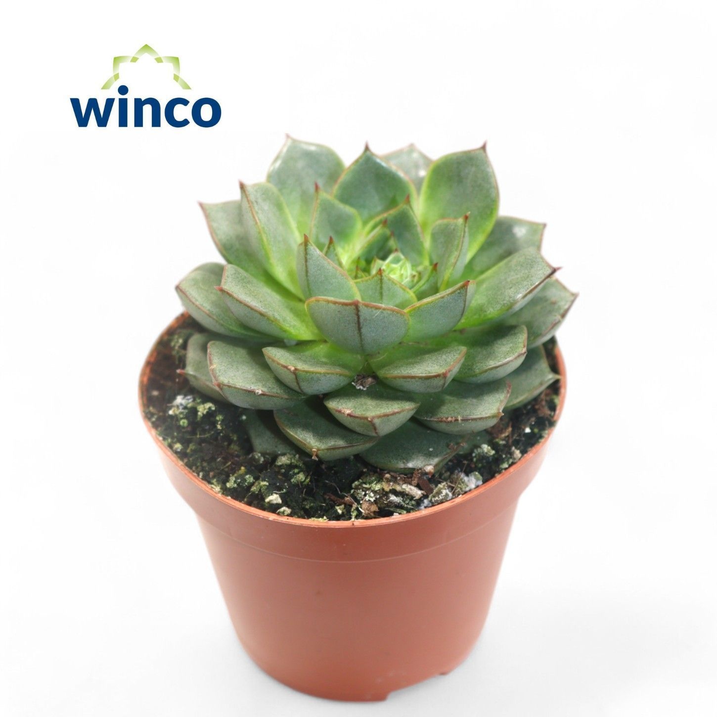 Echeveria Fabiola, D 8,5