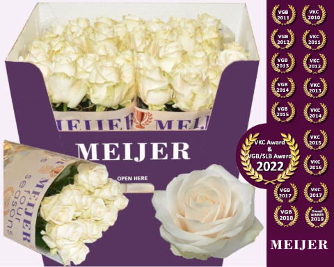 Роза од. Фо Сисонс+ 90, шт.