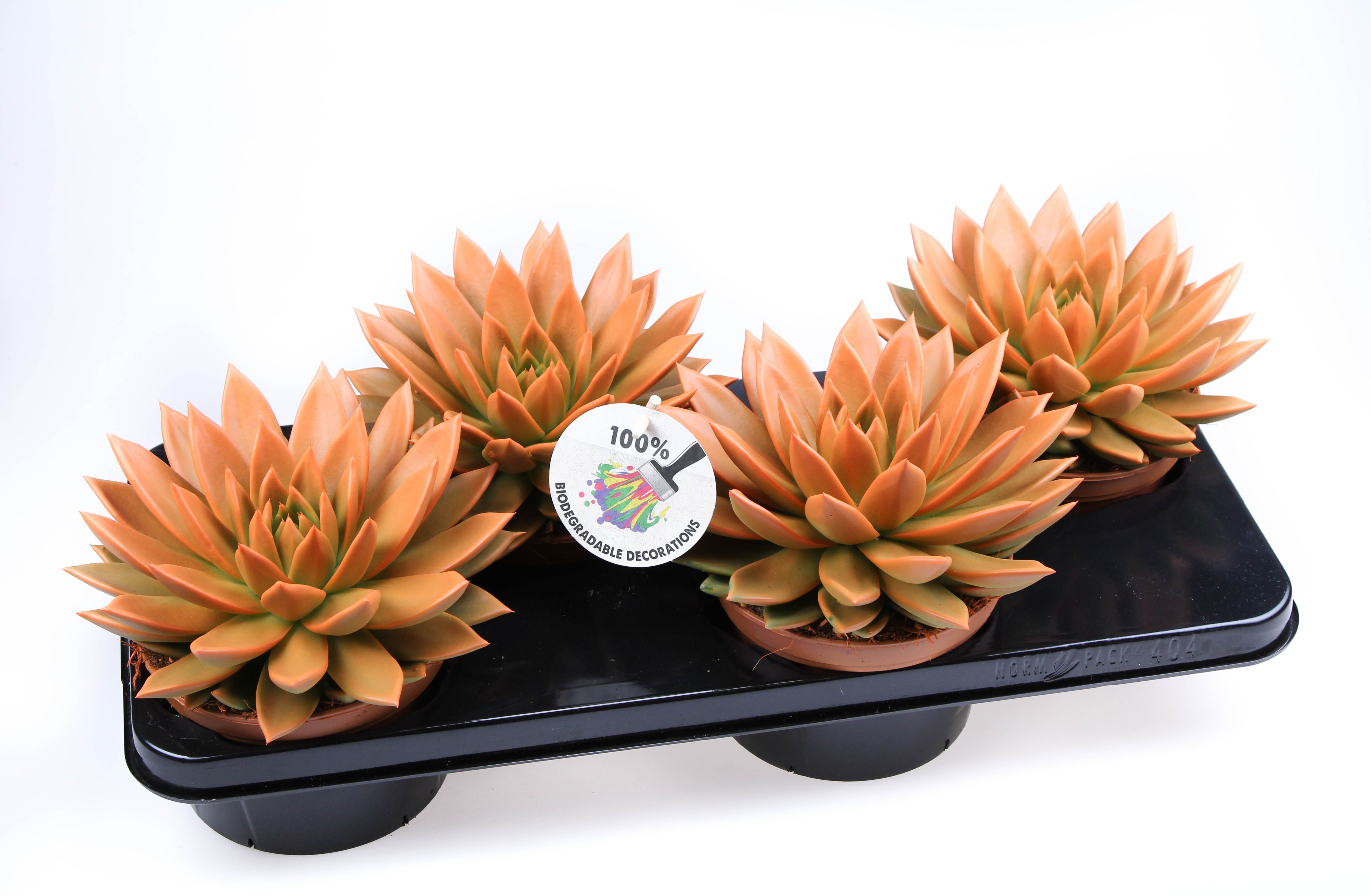 Rainbow orange, D 15