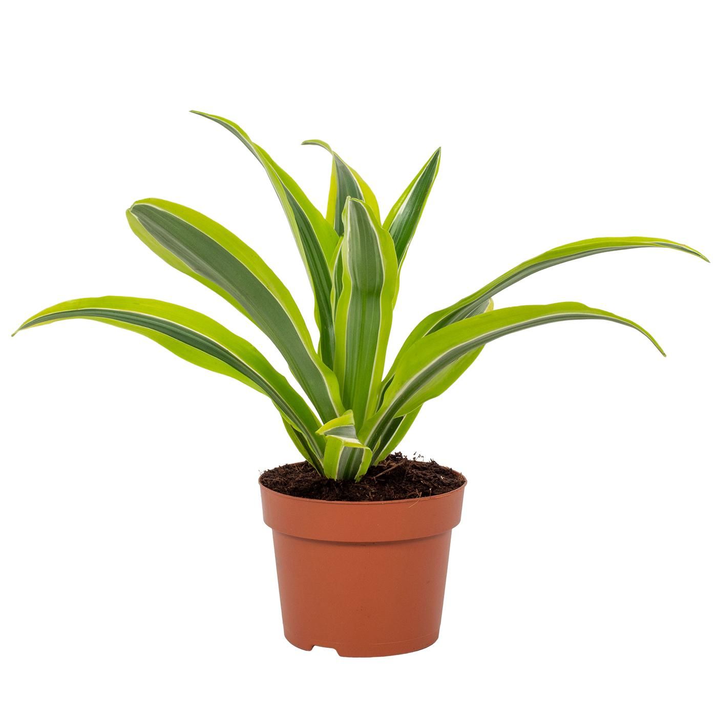 Dracaena Lemon Lime 12cm, D 12