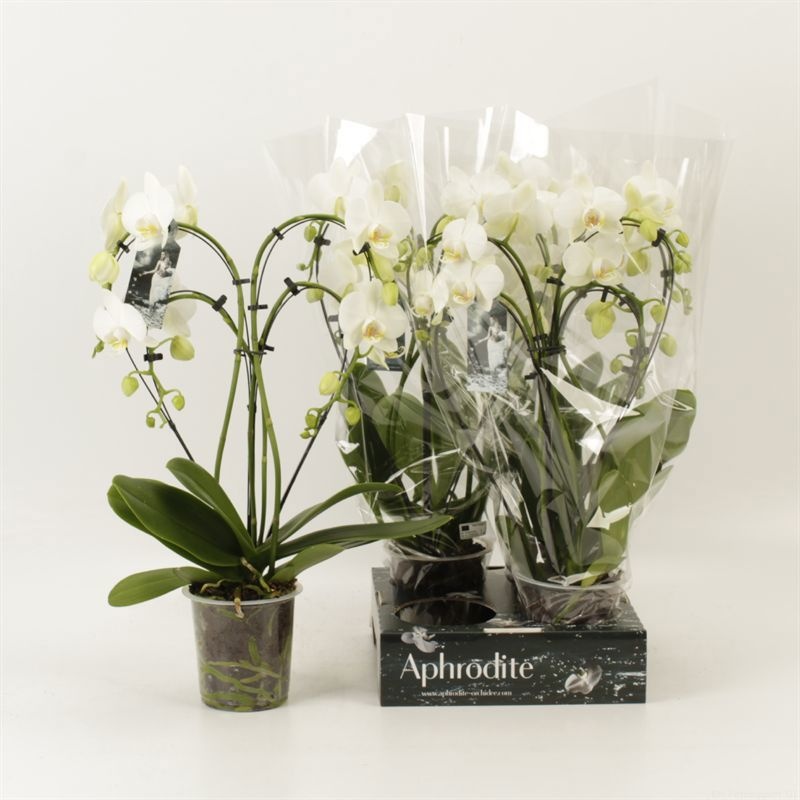 Phalaenopsis overig Heart 4 tak wit goddess, D 12