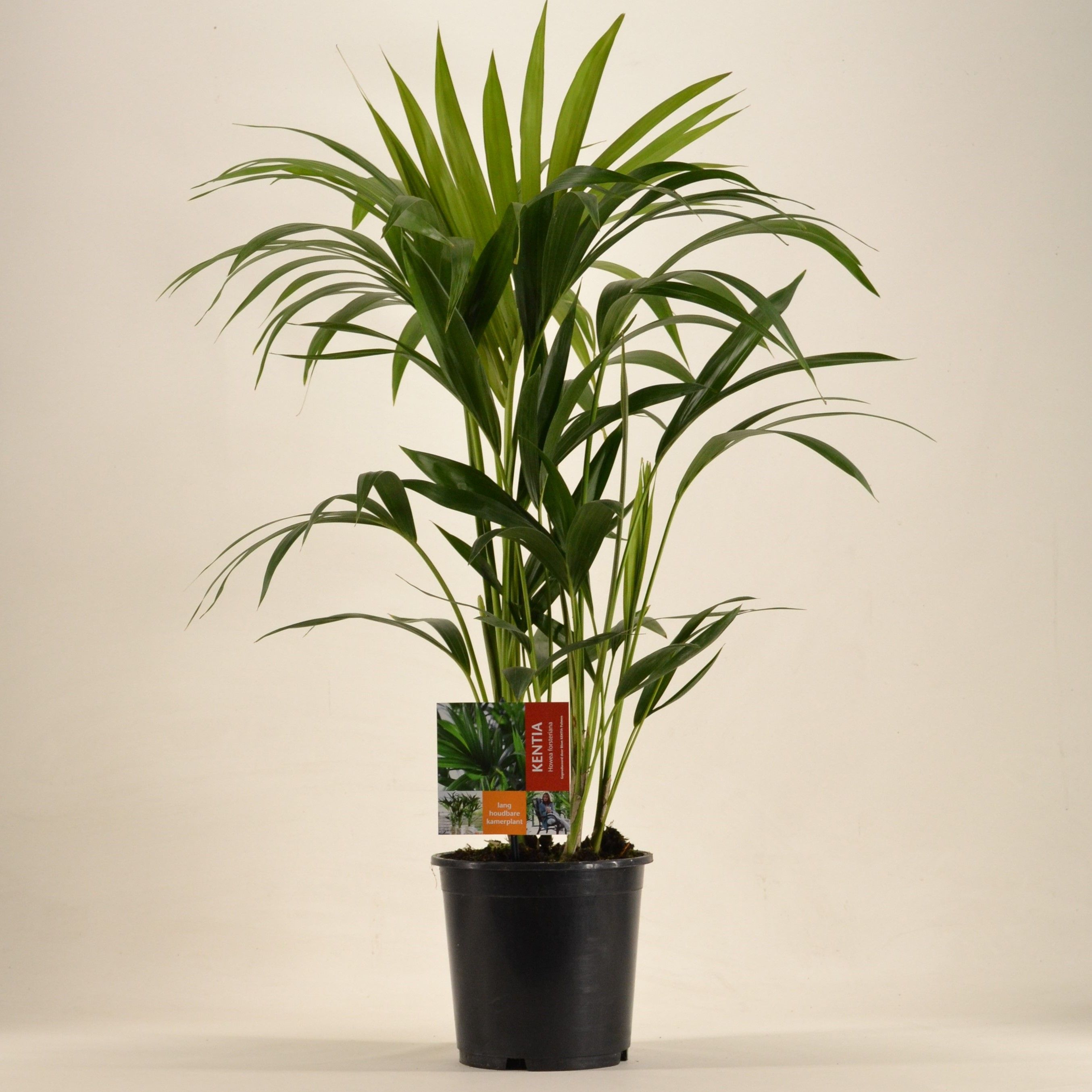 KENTIA - P19 H80 - 6PP (Howea forsteriana), D 19