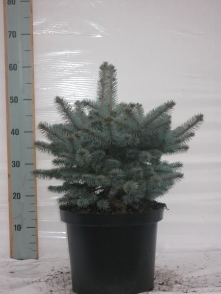 Picea p. Glauca Globosa, D 29