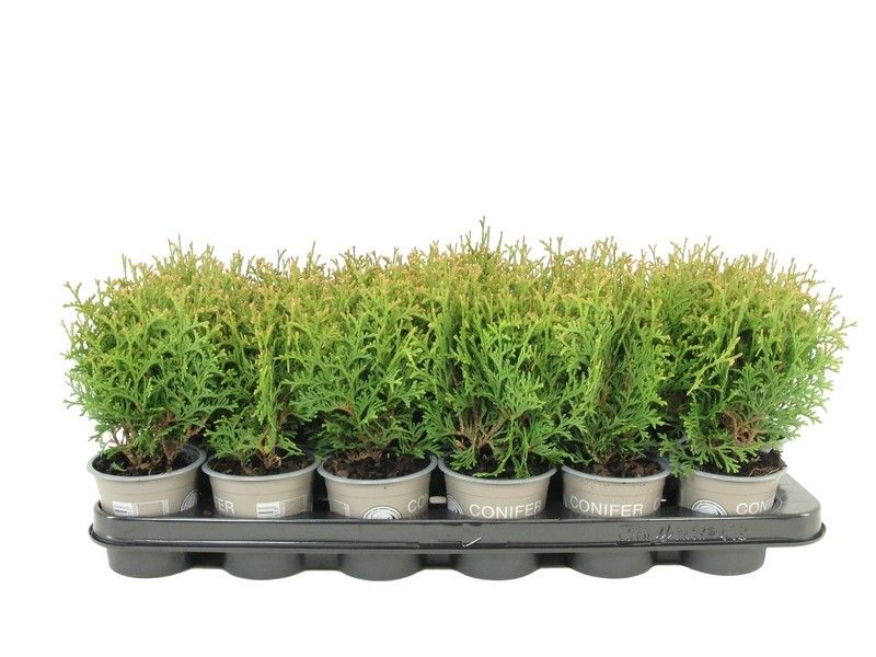 Thuja occidentalis 'Waterfield', D 9