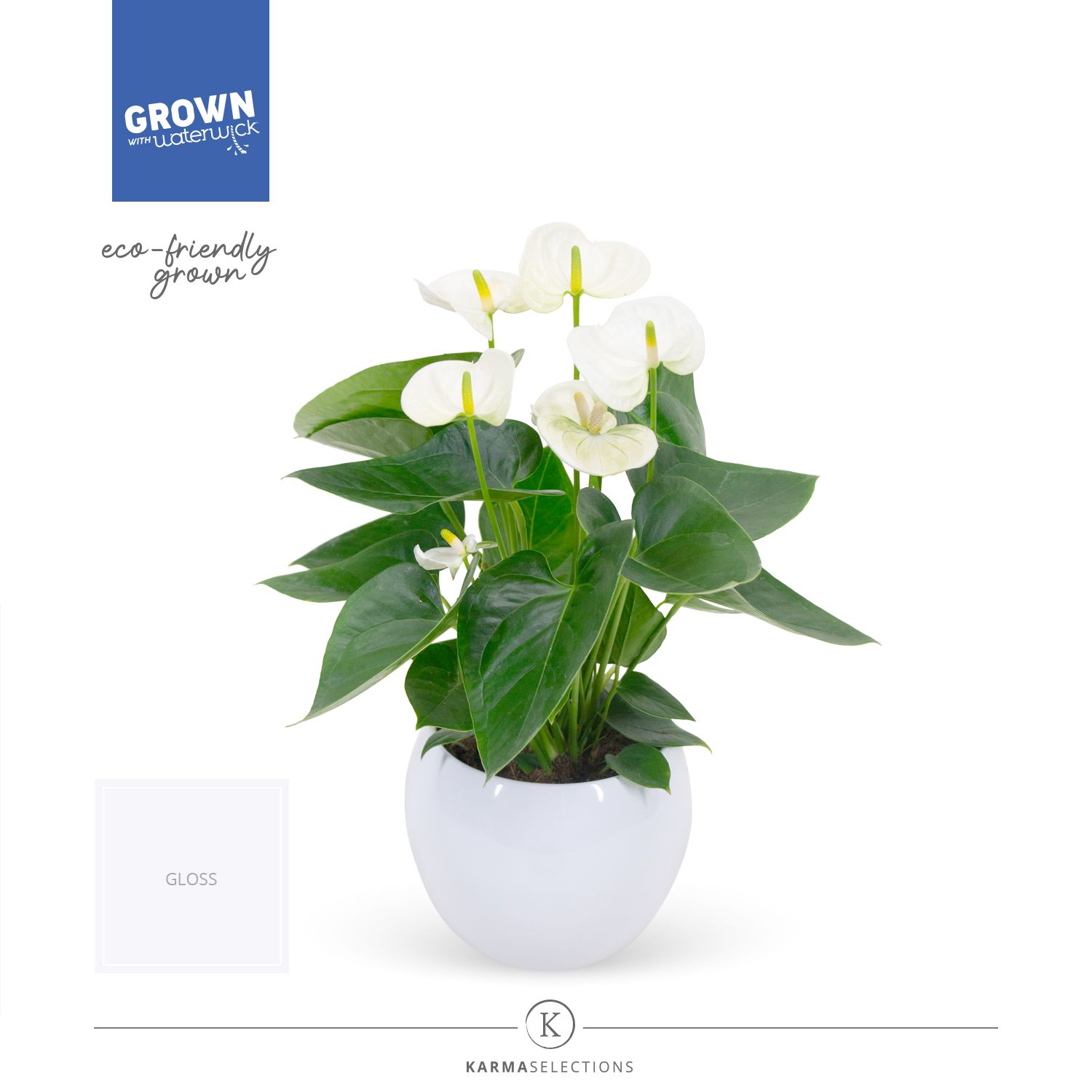Mimesis Anthurium KARMA White - Lisa White, D 12 cm