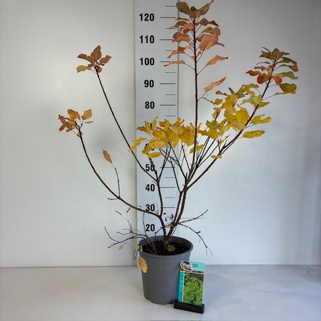 Cotinus coggygria, D 24