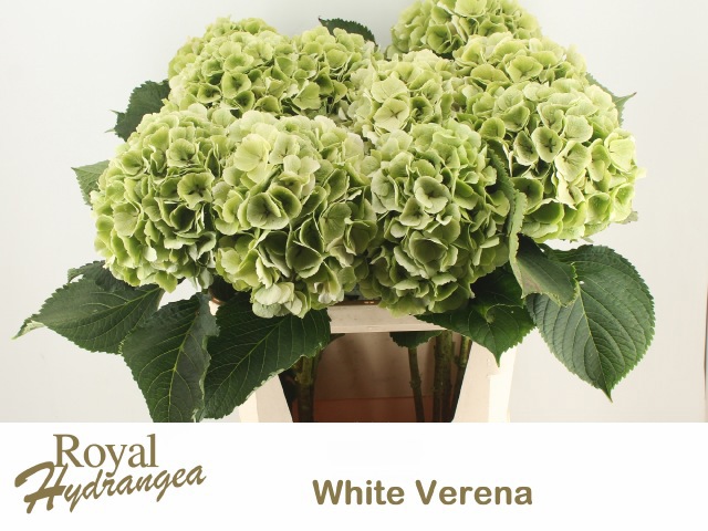 Гортензия Вайт Верена Классик 80, шт.