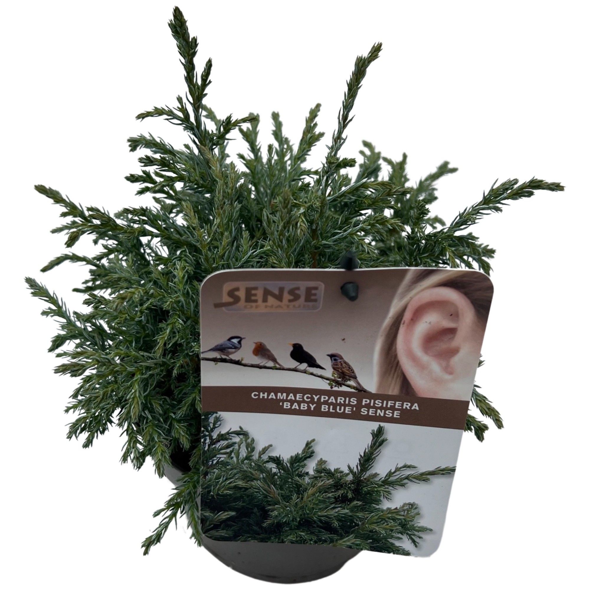 Chamaecyparis p. 'Baby Blue' sense, D 17