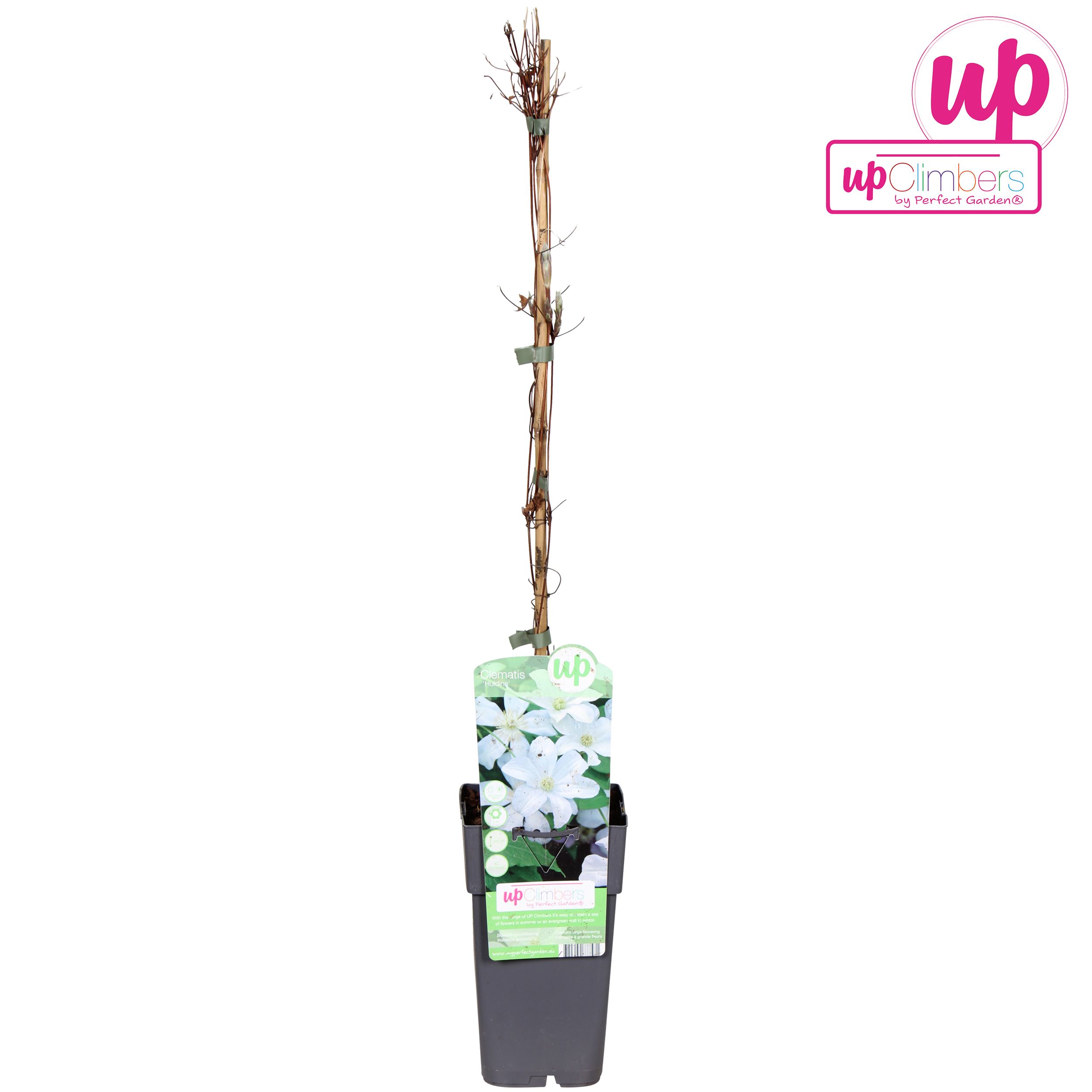 Clematis Huldine P15, D 15