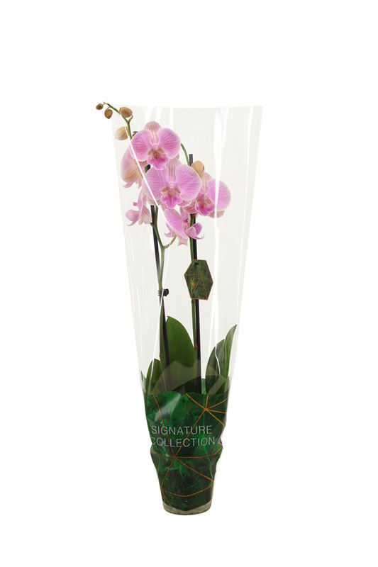 Phal signature Gentle Whistler 2T16+, D 12