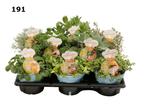 Kruiden 12 cm gemengd Engelse mix, D 12