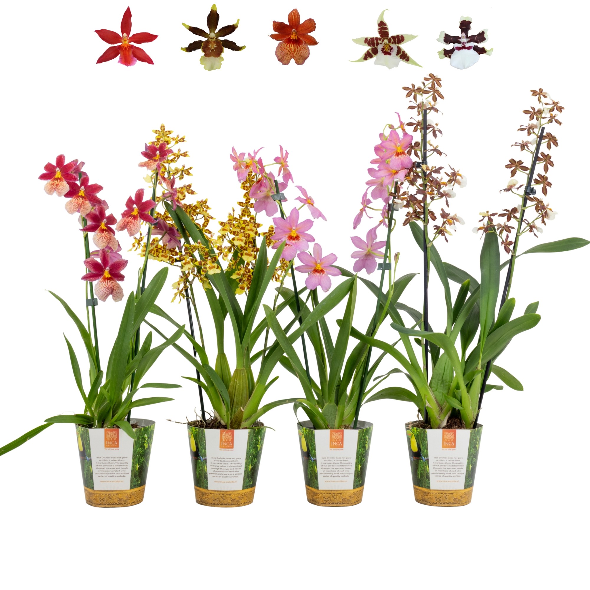 Inca Cambria mix 2 spike in Jungle cover, D 12