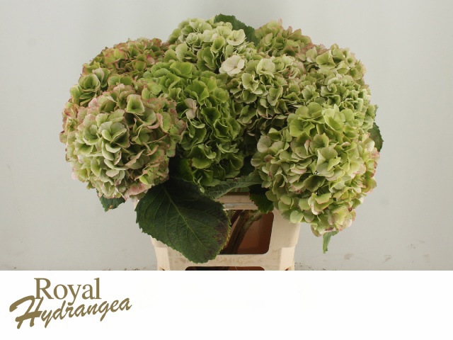 Гортензия Вайт Верена Классик 60 (зел.), шт.