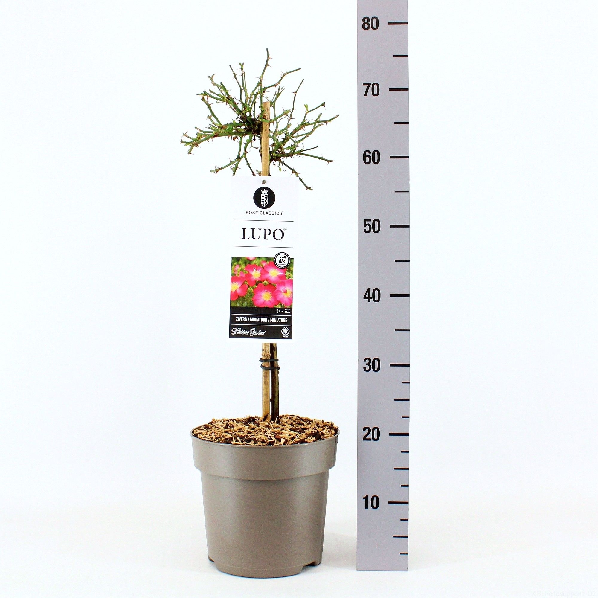 Rosa (M) Lupo ®, stam 50, C6, D 24