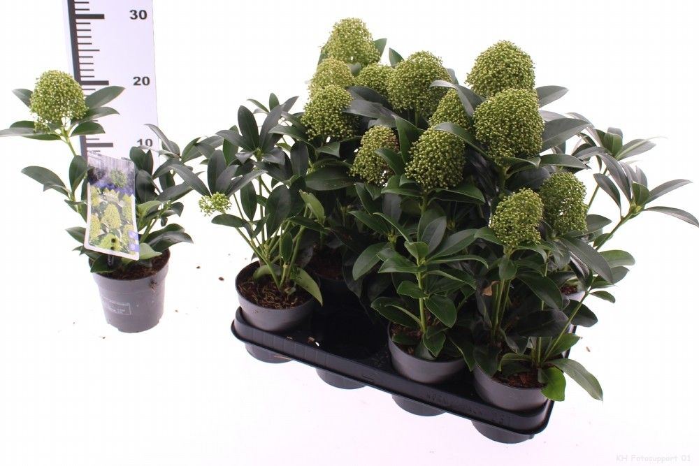 Skimmia japonica 'White Globe' PBR 1-2 bloem, D 10,5
