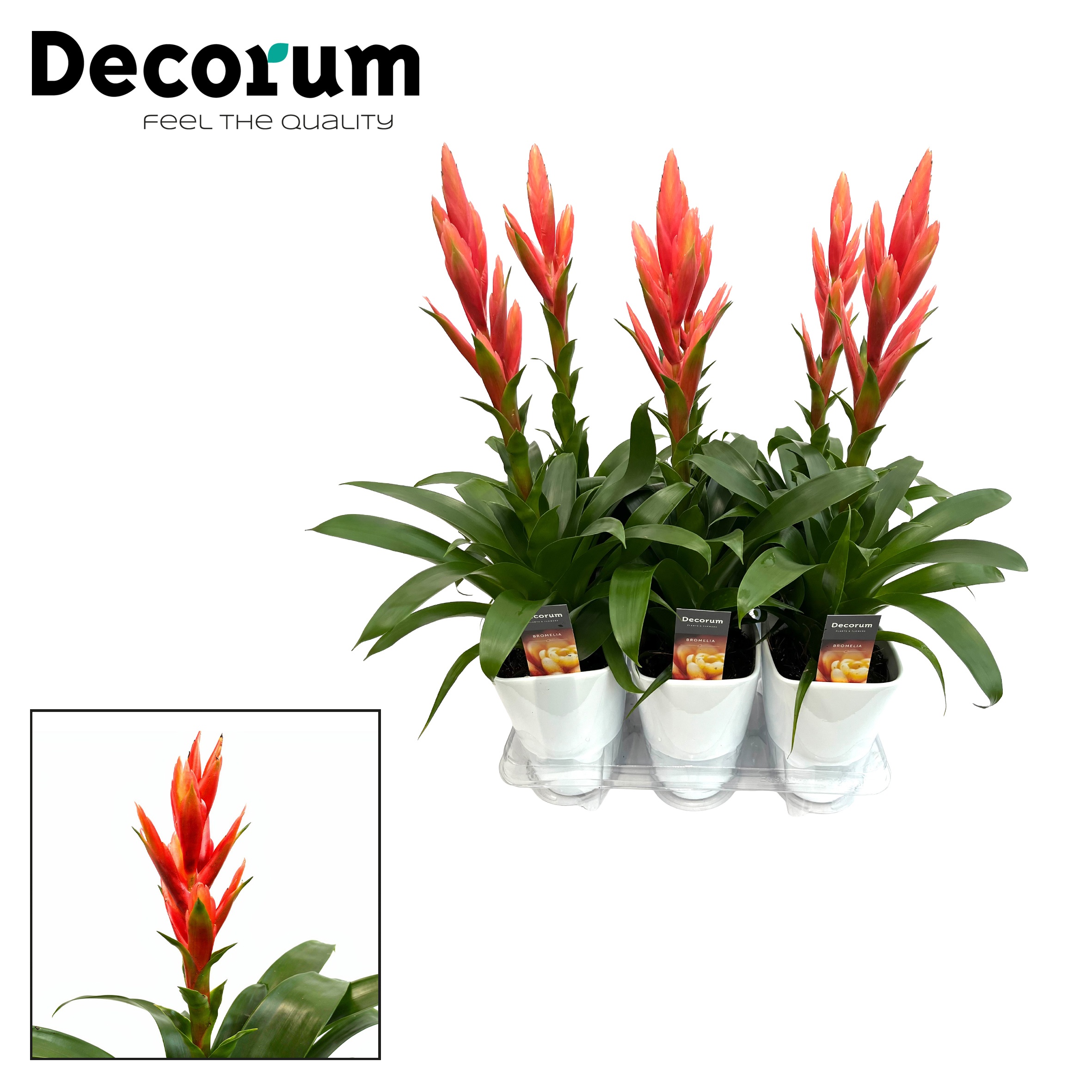 Tillandsia Ziva Luxe Keramiek (Decorum), D 14