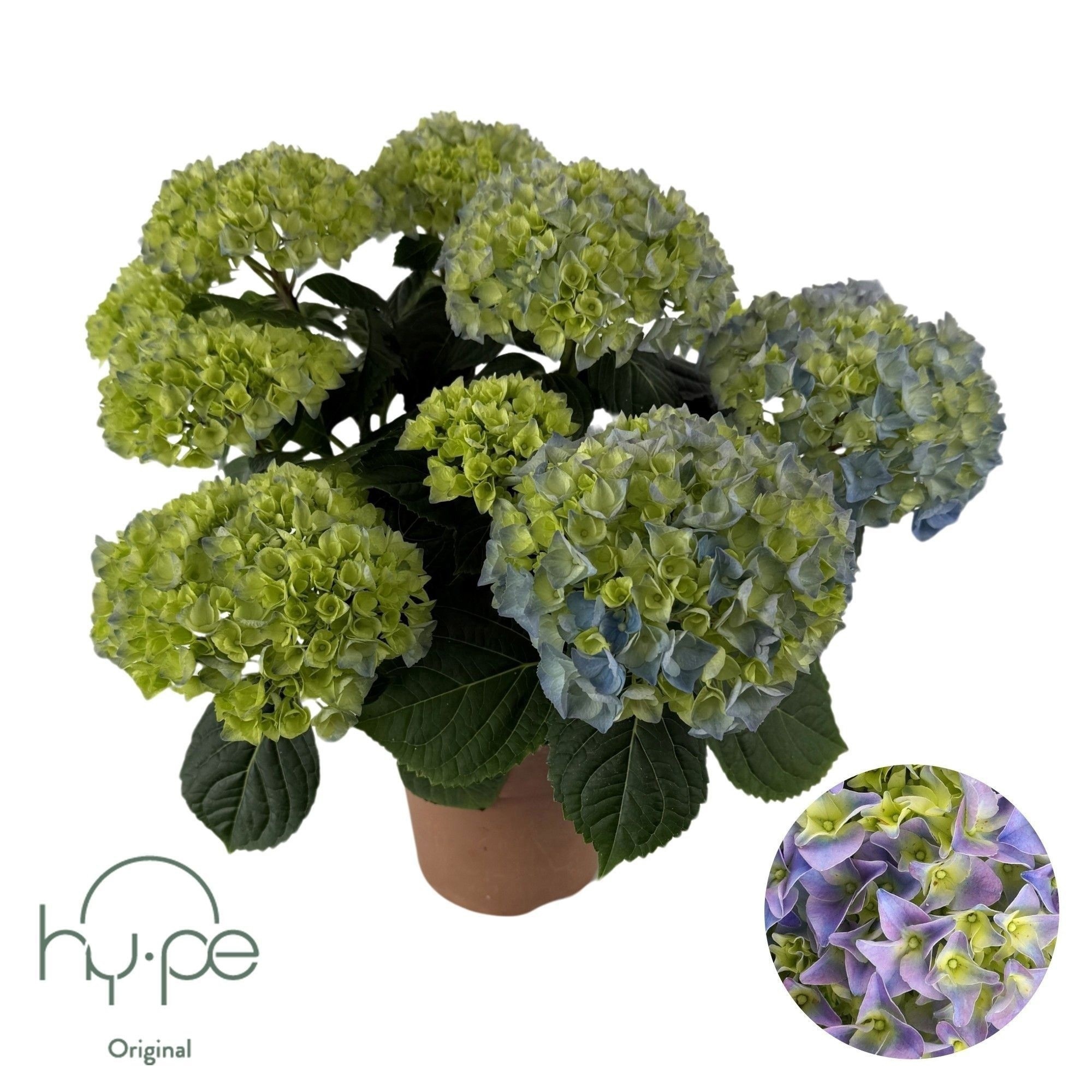 Hydrangea Mophead Blue 7+ | Hy-pe Original, D 14