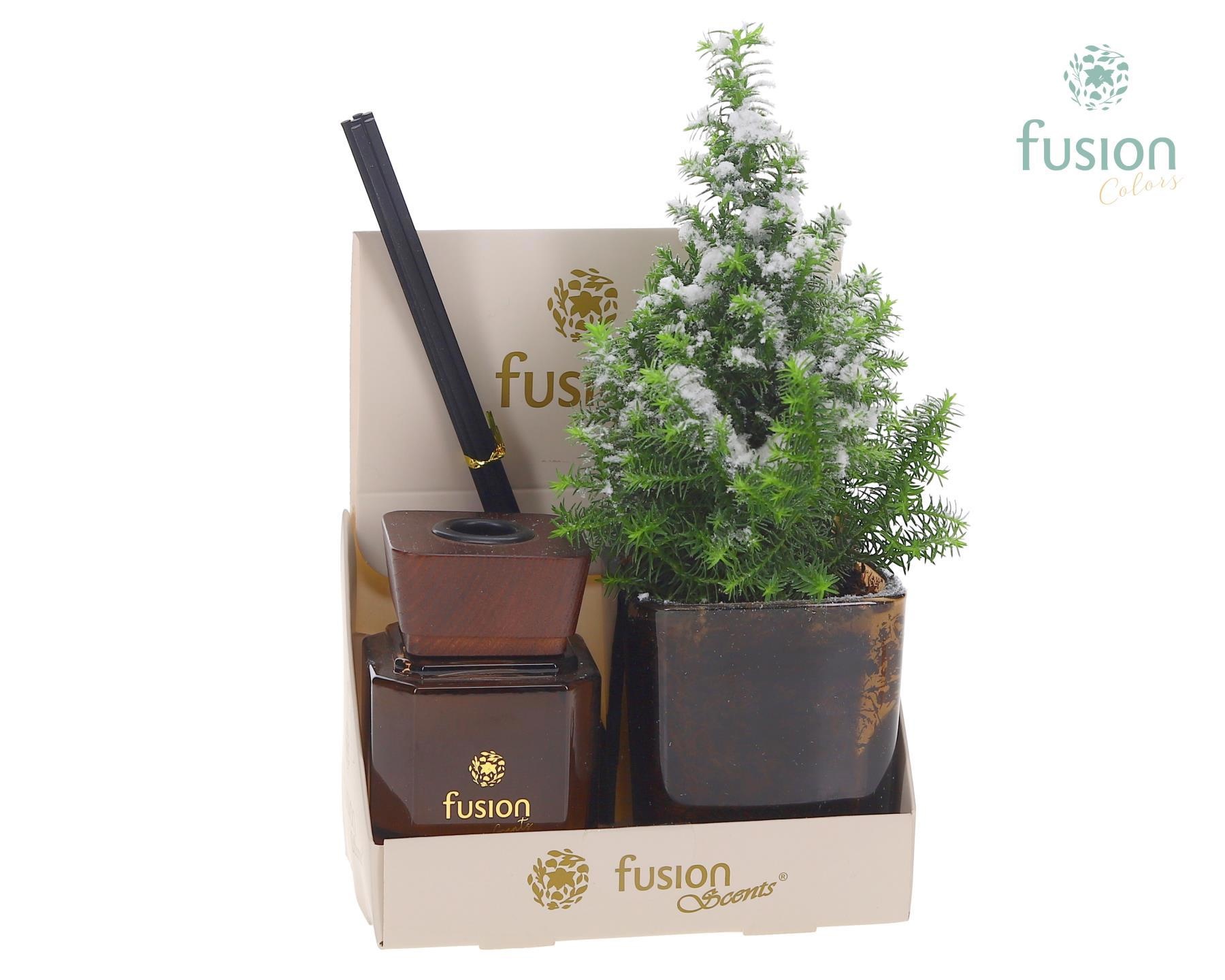 Fusion Scents glazen gift set met Chamaecyparis, D 7 cm Fusion Scents glazen gift set met Chamaecyparis, D 7 cm