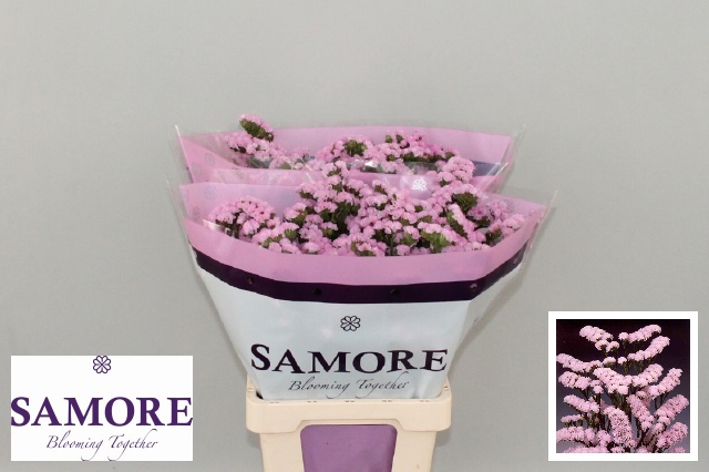 Статица Розелла Сан Бердс 70, шт.