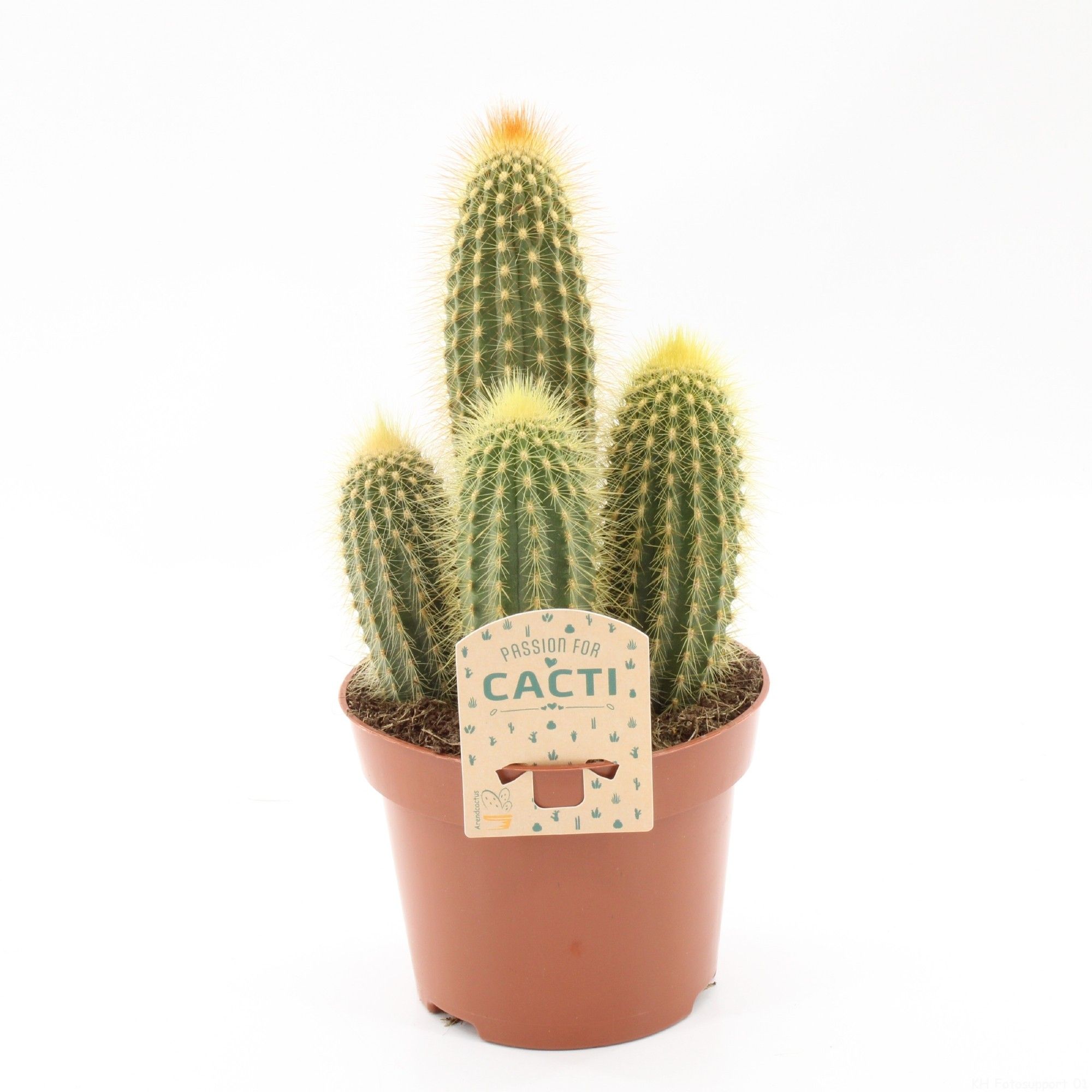 Espostoa guentheri, D 12