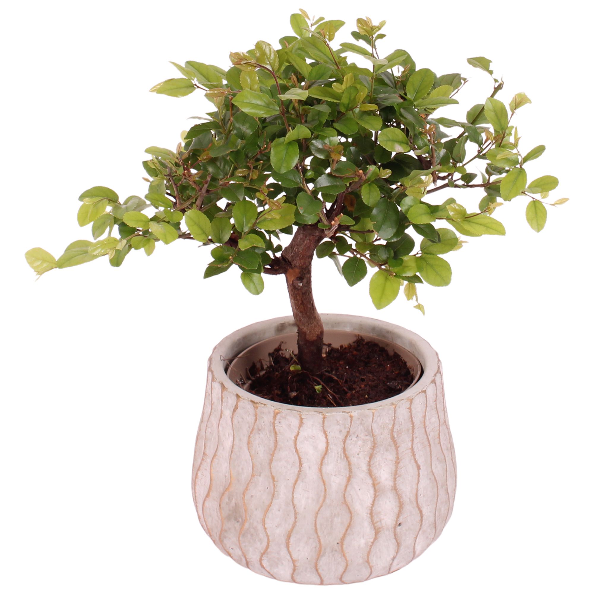 Bonsai Indoor Mix Ø 9cm Ball Shape in Ø12cm Ceramic PL569, D 12 cm