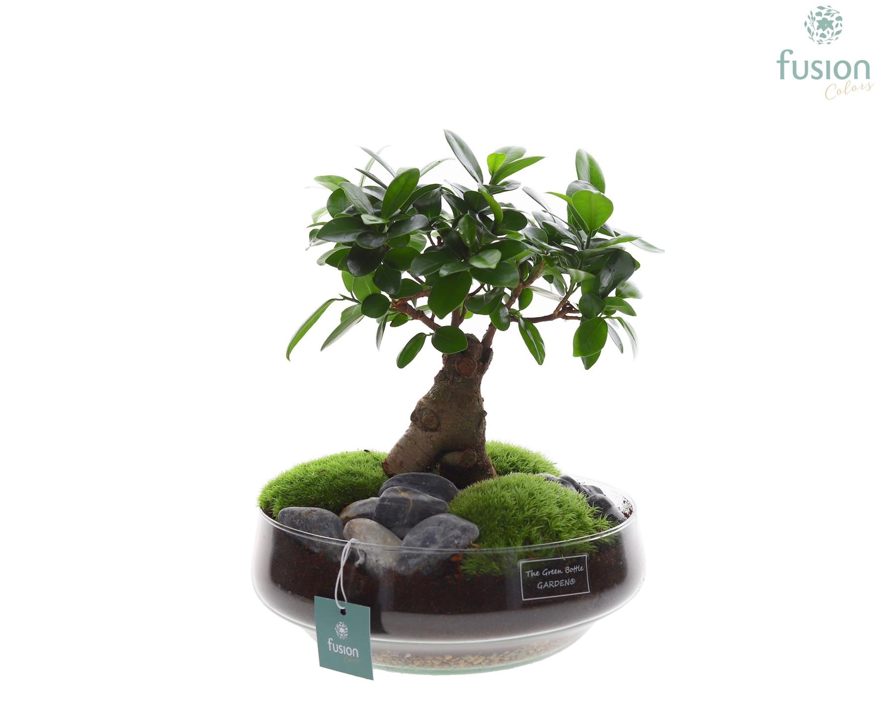 Green Bottle Iris Large met Ficus Ginseng, D 24 cm