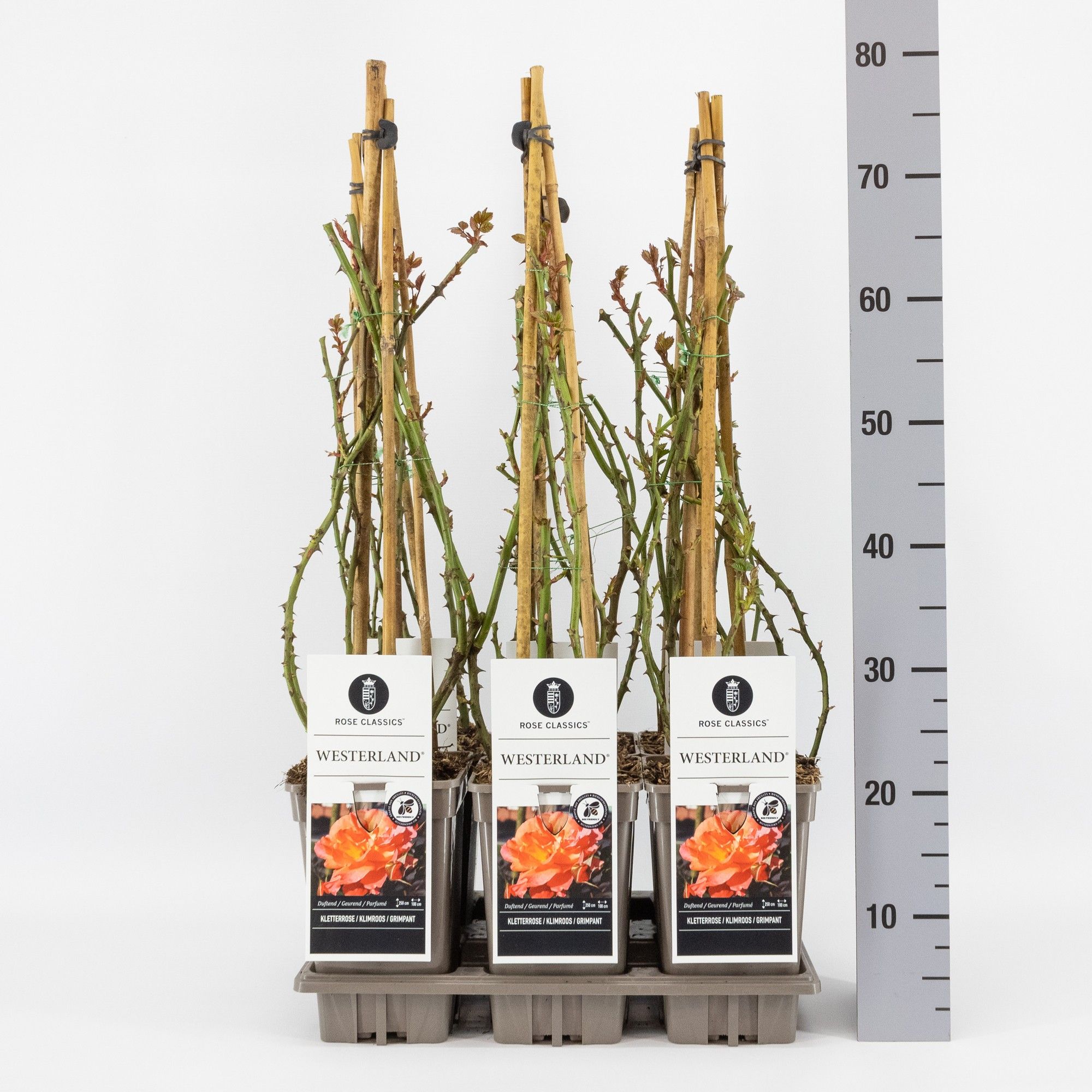 Rosa (K) Westerland ®, C3, 3 stok 75 cm, D 17