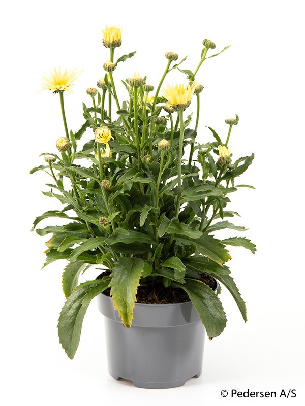 LEUCANTHEMUM MAXIMUM 'BROADWAY LIGHTS', D 17 cm