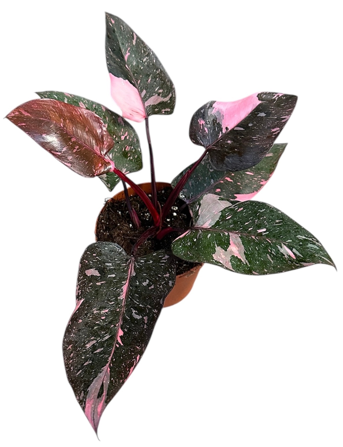 Philodendron Pink Princess Marble, D 14