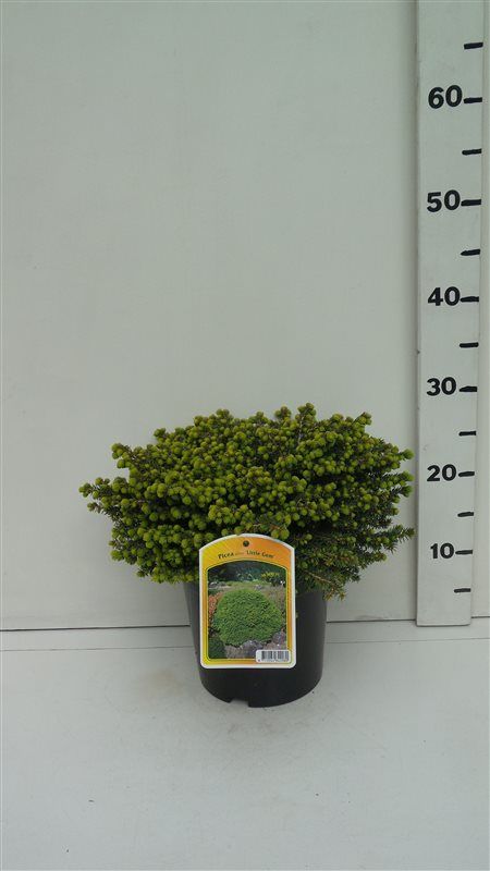 Picea abies 'Little Gem', D 19