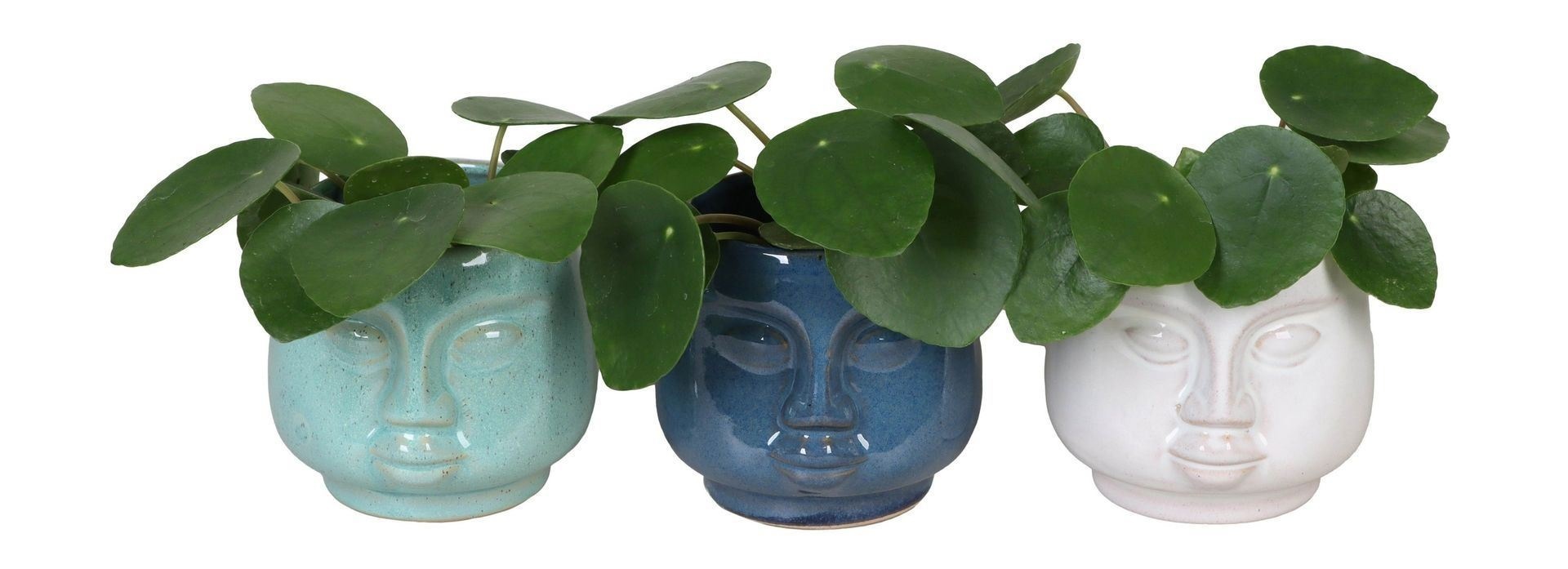 L 65896 with Pilea Pep. 6 cm, D 6