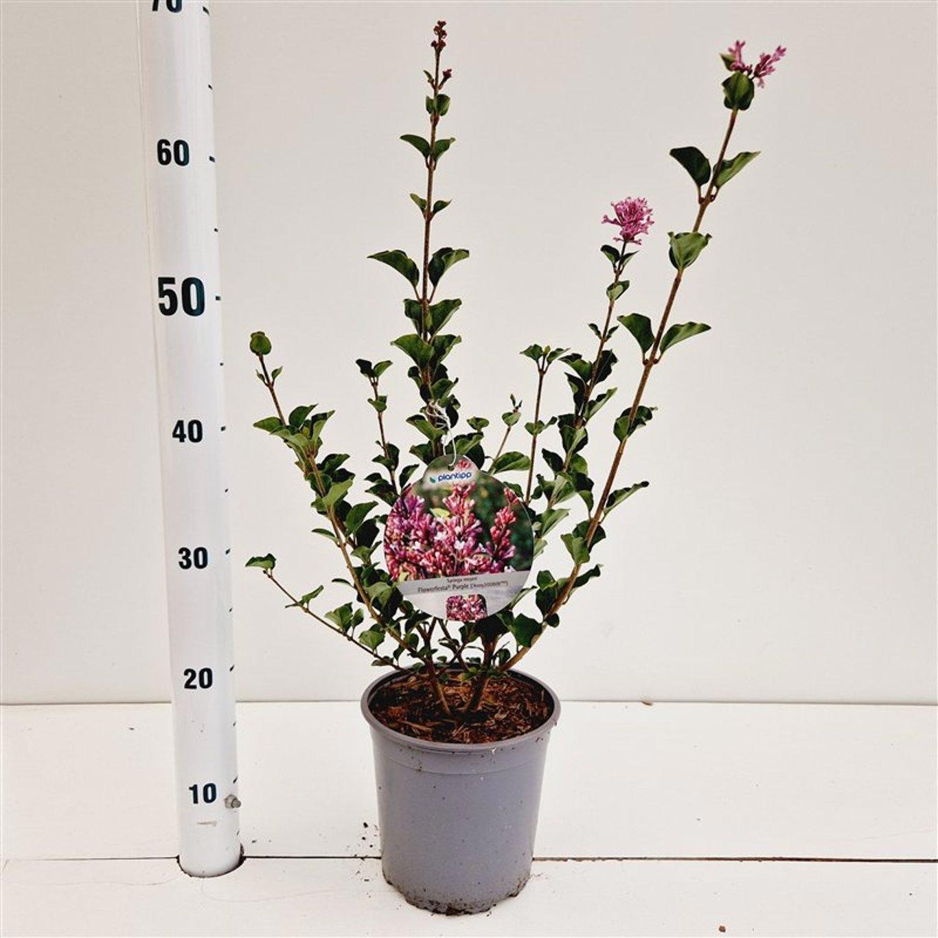 Syringa meyeri Flowerfesta® Purple ('Anny200809'PBR), D 17 cm