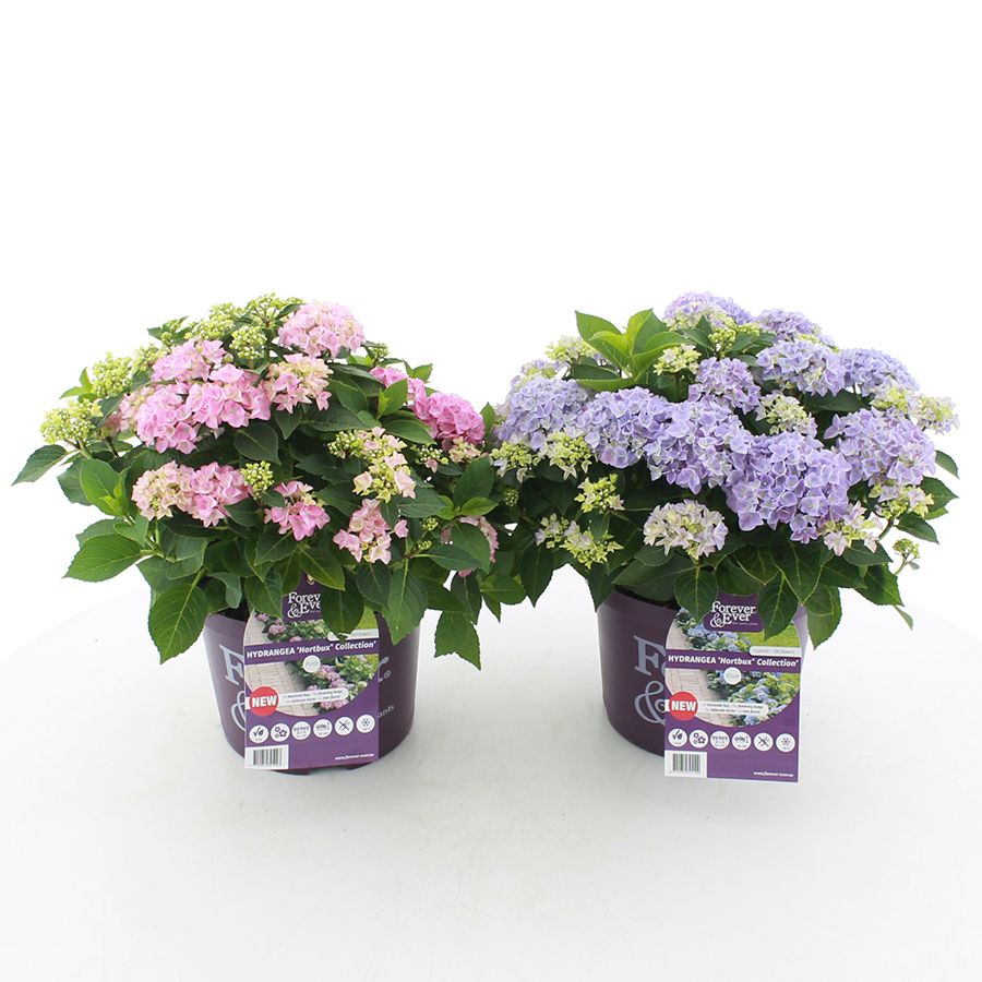 Hydrangea macr. Forever & Ever® 'Hortbux'® MIX C5 (23cm.) Kn., D 23