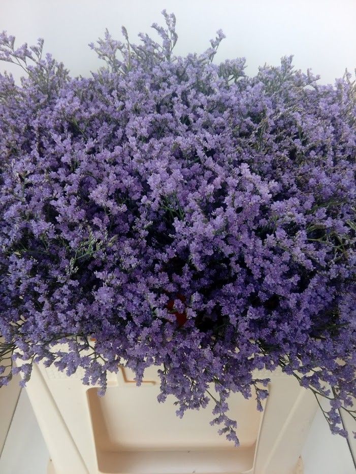 Лимониум Талл Эмили 60, шт.