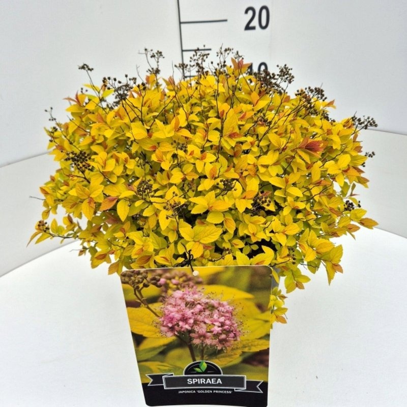 Spiraea jap. 'Golden Princess', D 29