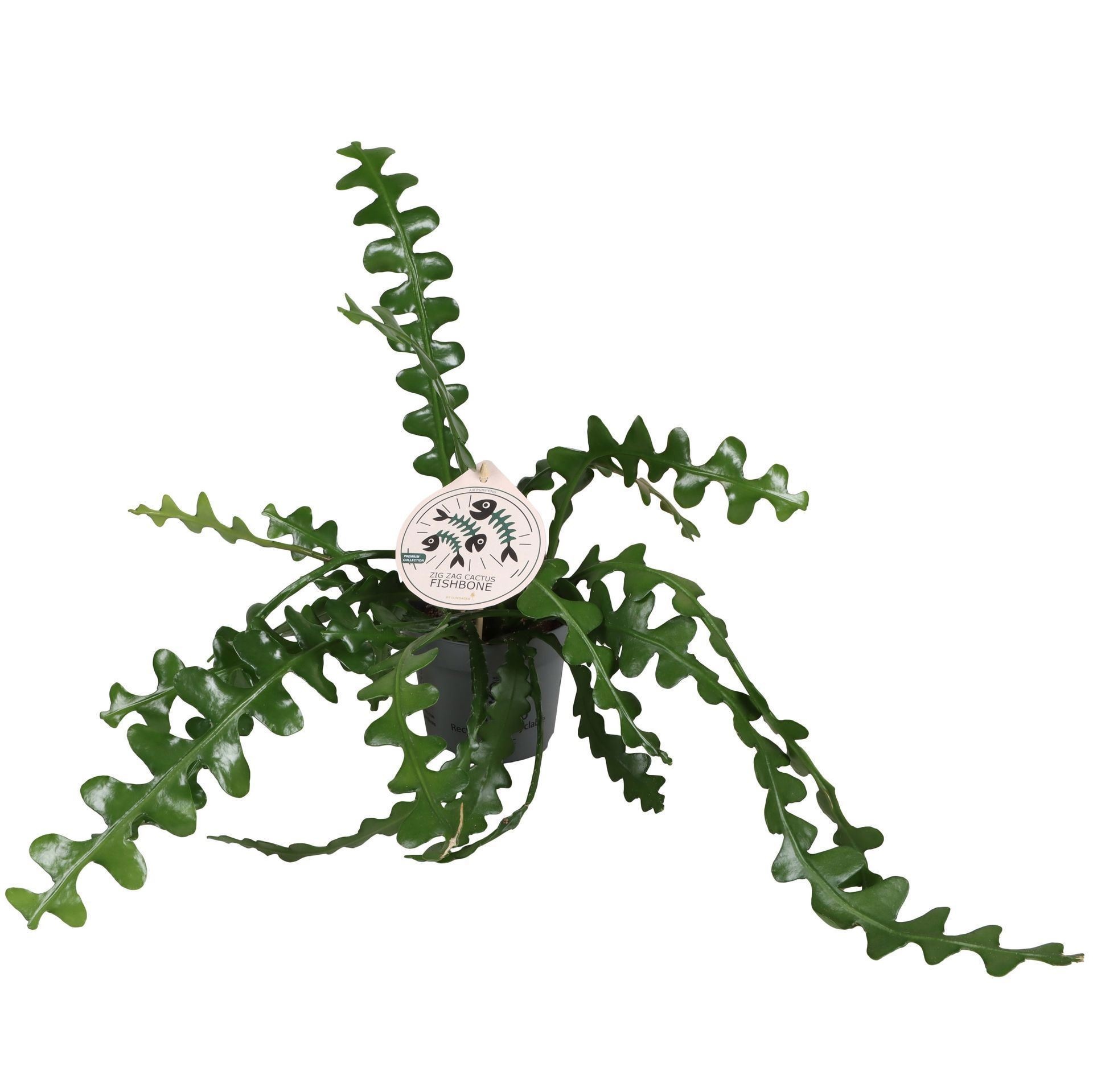 Epiphyllum Anguliger Fishbone 12 cm, D 12